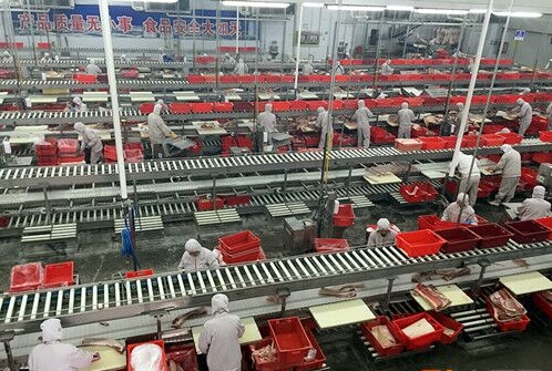 双汇 高标准打造现代化五星级屠宰工厂